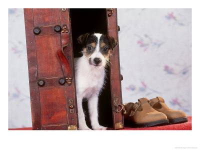 Jack Russel Terrier Puppy, Playing In Old Suitcase by Alan And Sandy Carey Pricing Limited Edition Print image