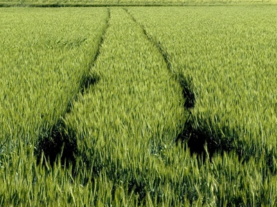 Field Of Wheat With Two Lines by Enrico Calderoni Pricing Limited Edition Print image