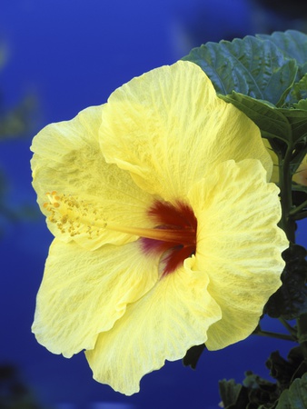 Yellow Hibiscus Flower by Dennis Frates Pricing Limited Edition Print image