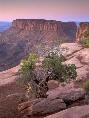 Tree In Desert by Gary Crabbe Pricing Limited Edition Print image