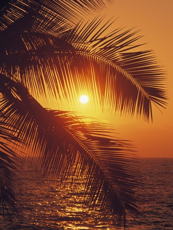 Evening View Of Palm Fronds by John W. Warden Pricing Limited Edition Print image