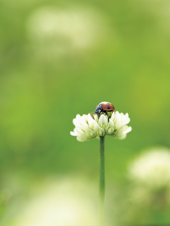 Ladybird On Top Of Wild Flower by Takashi Komiyama Pricing Limited Edition Print image