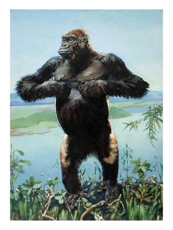A Male Gorilla Drums His Chest To Challenge An Unseen Foe by National Geographic Society Pricing Limited Edition Print image