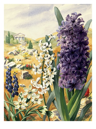 Painting Of Grape, Roman, And Common Hyacinths And Star-Of-Bethlehem by National Geographic Society Pricing Limited Edition Print image
