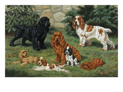 Portrait Of American Cocker Spaniels Of Three Color Classes by National Geographic Society Pricing Limited Edition Print image