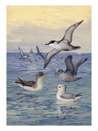 Cory's Shearwaters And Greater Shearwaters Sit On The Water's Surface by National Geographic Society Pricing Limited Edition Print image