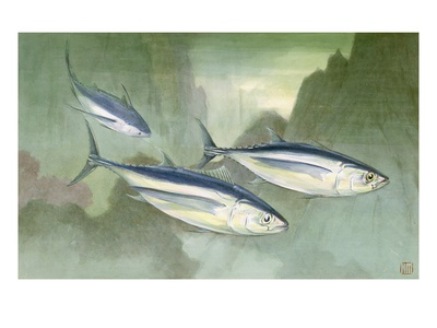 Albacore Are The Smallest Of The Tuna Fish by National Geographic Society Pricing Limited Edition Print image