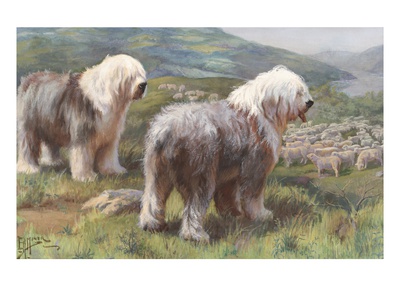 Portrait Of Old English Sheepdogs Guarding A Flock Of Sheep by National Geographic Society Pricing Limited Edition Print image