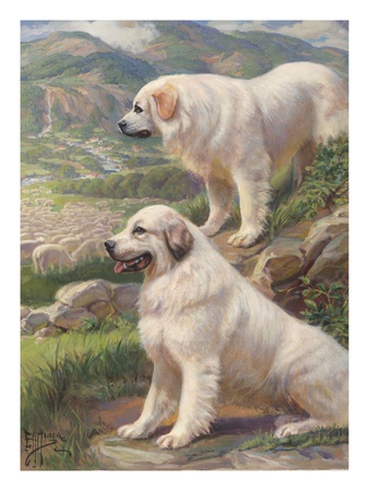 Two Great Pyrenees Dogs Guard A Flock Of Sheep by National Geographic Society Pricing Limited Edition Print image