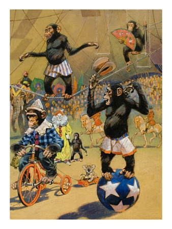 Chimpanzees Are Able To Master Riding Tricycles And Ball-Walking by National Geographic Society Pricing Limited Edition Print image