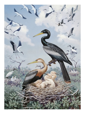 Wood Ibises And American Anhingas Nest Close Together by National Geographic Society Pricing Limited Edition Print image