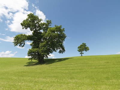 Trees In Field by Jens Lucking Pricing Limited Edition Print image