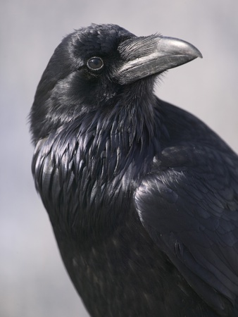 Common Raven, Jasper National Park, Alberta Canada by Darwin Wiggett Pricing Limited Edition Print image