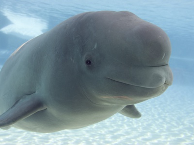 Beluga Whale, Marine Park, Niagara Falls, Ontario, Canada by Darwin Wiggett Pricing Limited Edition Print image