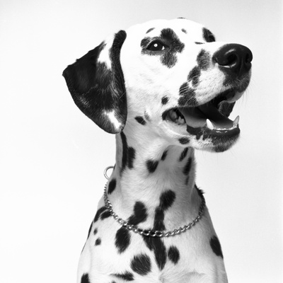Dalmatian by Brian Summers Pricing Limited Edition Print image