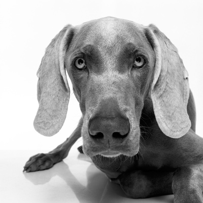 Weimaraner by Brian Summers Pricing Limited Edition Print image