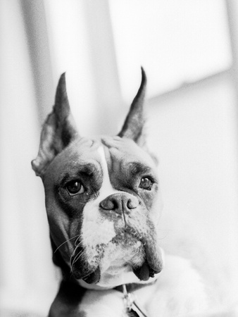 Boxer With Ears Up by Michael Evangelista Pricing Limited Edition Print image