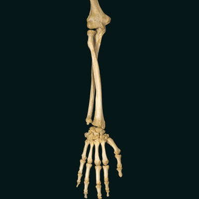 Right Forearm Pronated, Radius And Ulna. by Ralph Hutchings Pricing Limited Edition Print image