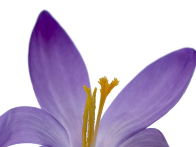 Crocus Flower Parts. by Scientifica Pricing Limited Edition Print image