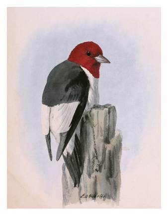 A Painting Of A Red-Headed Woodpecker Perched On A Tree Stump by Louis Agassiz Fuertes Pricing Limited Edition Print image