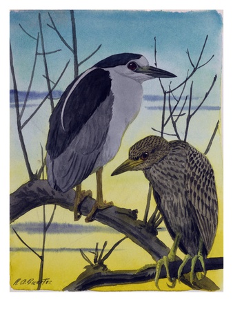 A Painting Of An Adult Male And A Juvenile Black-Crowned Night Heron by Louis Agassiz Fuertes Pricing Limited Edition Print image