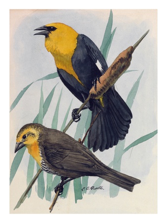 A Painting Of A Pair Of Yellow-Headed Blackbirds by Louis Agassiz Fuertes Pricing Limited Edition Print image