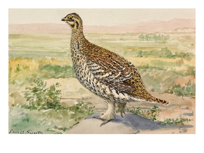 A Painting Of A Sharp-Tailed Grouse by Louis Agassiz Fuertes Pricing Limited Edition Print image