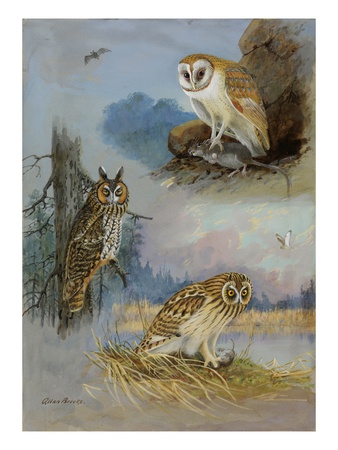 A Painting Of A Barn Owl, A Long-Eared Owl, And A Short-Eared Owl by Allan Brooks Pricing Limited Edition Print image