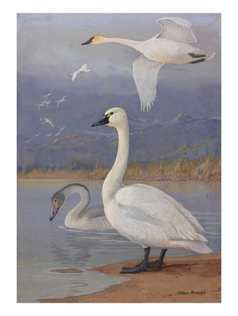 A Painting Of Trumpeter Swans And Whistling Swans by Allan Brooks Pricing Limited Edition Print image