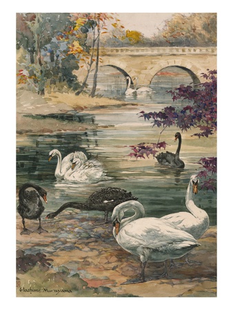 A Painting Of Several Black And White Swans by Hashime Murayama Pricing Limited Edition Print image