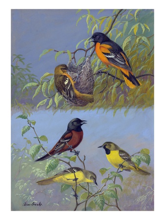 Painting Of Two Different Oriole Species And Their Families by Allan Brooks Pricing Limited Edition Print image