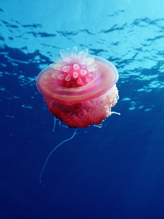 Crown Jellyfish by Reinhard Dirscher Pricing Limited Edition Print image