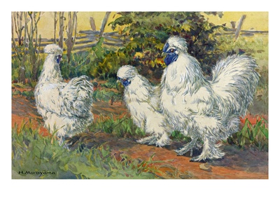 Three Silkies Stand With Their Unusual Blue Flesh And Five Toes. by National Geographic Society Pricing Limited Edition Print image