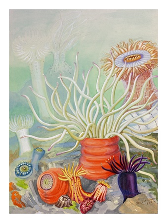 A View Of Poisonous Sea Anemones. by National Geographic Society Pricing Limited Edition Print image