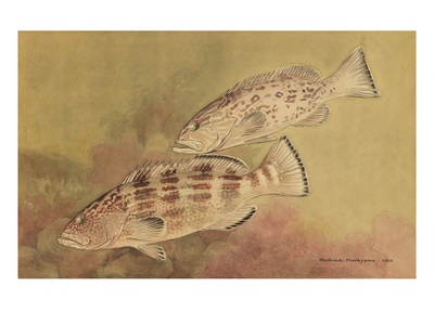 Painting Of Fish In The Grouper Family. by National Geographic Society Pricing Limited Edition Print image