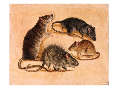 A Painting Of Four Rat Species. by National Geographic Society Pricing Limited Edition Print image
