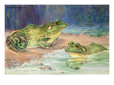 Two Southern Bullfrogs Sit In Water. by National Geographic Society Pricing Limited Edition Print image