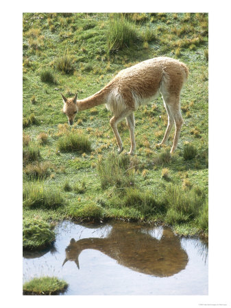Vicuna, Wild High Andes Cameloid, Llullita, Peruvian Andes by Mark Jones Pricing Limited Edition Print image