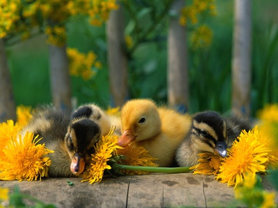 Ducklings And Dandelions On Chair by Julie Habel Pricing Limited Edition Print image