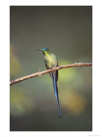Long-Tailed Sylph, Montane Forest Along Eastern Andean Slope, Ecuador by Mark Jones Pricing Limited Edition Print image
