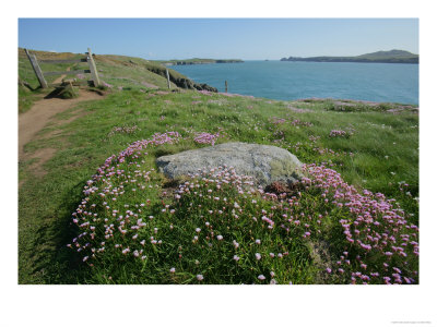 Spring Flora, St. Justinians, Uk by Elliott Neep Pricing Limited Edition Print image