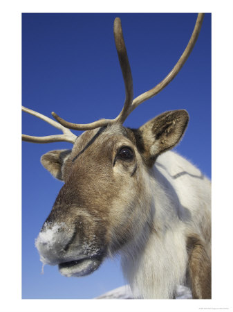 Reindeer, Portrait Of Female, Scotland by Mark Hamblin Pricing Limited Edition Print image