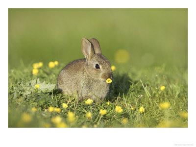 Rabbit, Youngster Feeding On Buttercup, Scotland by Mark Hamblin Pricing Limited Edition Print image