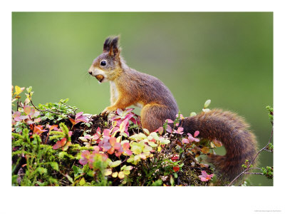Red Squirrel, Portrait Of Adult On Fallen Log With Nut In Mouth, Norway by Mark Hamblin Pricing Limited Edition Print image