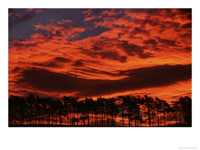 Scots Pine, Silhouetted At Sunrise, Jan, Scotland by Mark Hamblin Pricing Limited Edition Print image