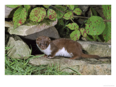 Weaselmustela Nivalisadult Standing On Dry Stone Wall by Mark Hamblin Pricing Limited Edition Print image