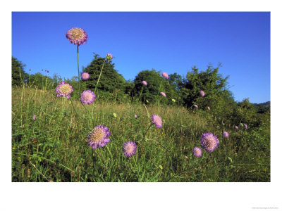 Field Scabious In Summer Grassland Meadow, Uk by Mark Hamblin Pricing Limited Edition Print image