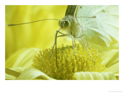 Cabbage White Butterfly, Pieris Brassicae by London Scientific Films Pricing Limited Edition Print image