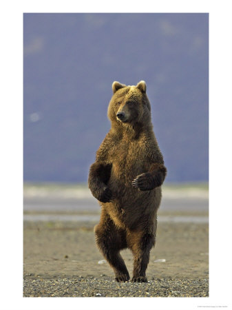 Grizzly Bear, Adult Standing On Back Legs, Alaska by Mark Hamblin Pricing Limited Edition Print image