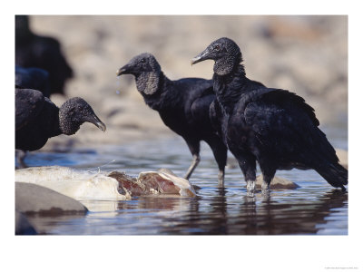 Black Vulture, Scavenging On Fish, Tambopata River, Peruvian Amazon by Mark Jones Pricing Limited Edition Print image